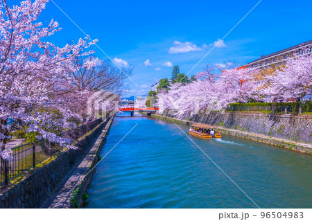 京都　岡崎疏水の桜と十石舟 96504983