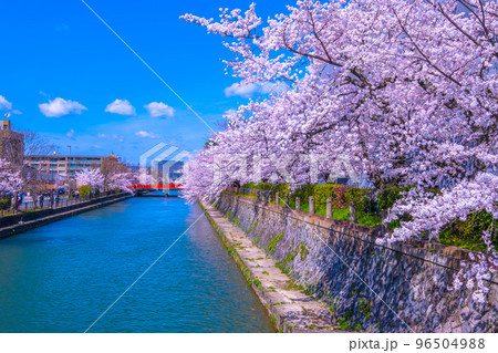 京都 岡崎疏水の桜 京都 岡崎疏水の桜 96504988