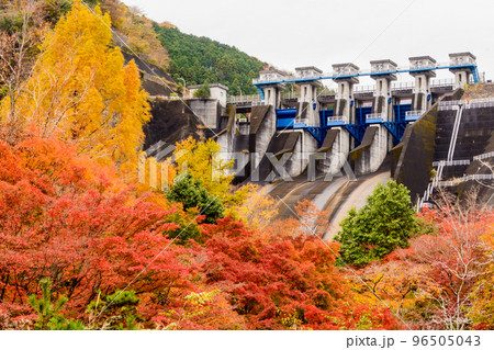 三保ダムの紅葉（神奈川県山北町・丹沢湖） 96505043