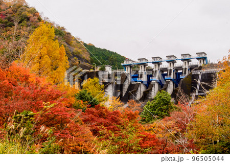 三保ダムの紅葉（神奈川県山北町・丹沢湖） 96505044