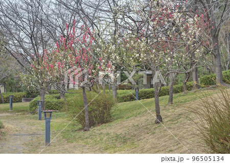 旧藤田邸庭園の桃 旧藤田邸庭園の桃 96505134