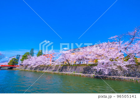 京都　岡崎疏水の桜 96505141