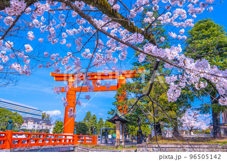 京都 平安神宮の大鳥居と桜 京都 平安神宮の大鳥居と桜 96505142
