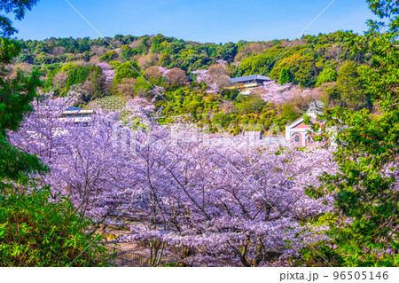 京都 蹴上インクラインの桜並木と蹴上浄水場 京都 蹴上インクラインの桜並木と蹴上浄水場 96505146