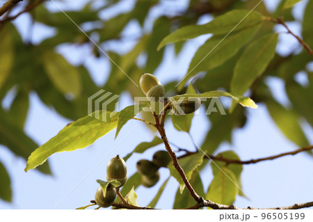 シラカシの実 シラカシの実 96505199