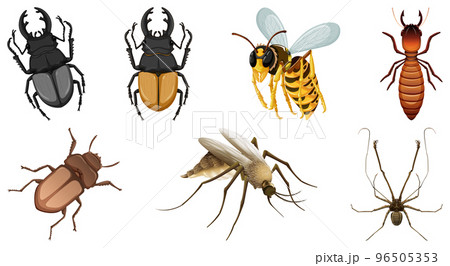 Collection of different insects vector 96505353