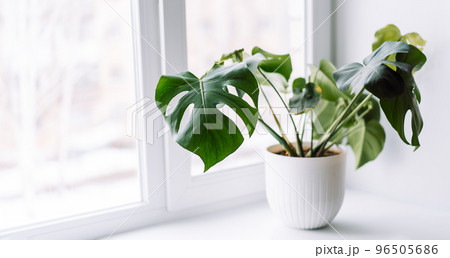 Monstera young in white pot against light background 96505686