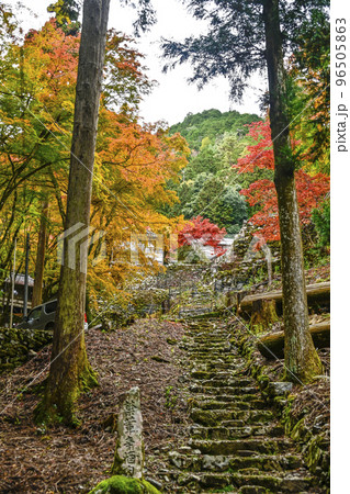 紅葉を迎えた古知谷阿弥陀寺（こちだにあみだじ） 96505863