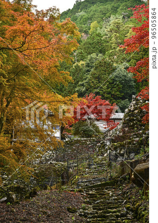 紅葉を迎えた古知谷阿弥陀寺（こちだにあみだじ） 96505864
