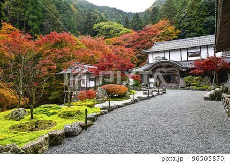 紅葉を迎えた古知谷阿弥陀寺(こちだにあみだじ) 紅葉を迎えた古知谷阿弥陀寺(こちだにあみだじ) 96505870