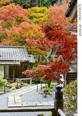 紅葉を迎えた古知谷阿弥陀寺（こちだにあみだじ） 96505879