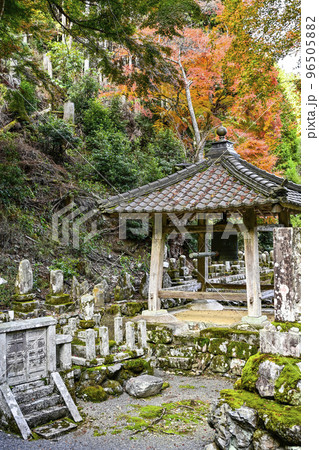 紅葉を迎えた古知谷阿弥陀寺(こちだにあみだじ) 紅葉を迎えた古知谷阿弥陀寺(こちだにあみだじ) 96505882