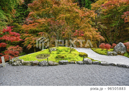 紅葉を迎えた古知谷阿弥陀寺(こちだにあみだじ) 紅葉を迎えた古知谷阿弥陀寺(こちだにあみだじ) 96505883