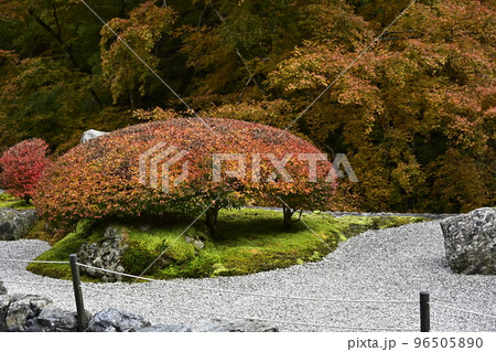 紅葉を迎えた古知谷阿弥陀寺(こちだにあみだじ) 紅葉を迎えた古知谷阿弥陀寺(こちだにあみだじ) 96505890