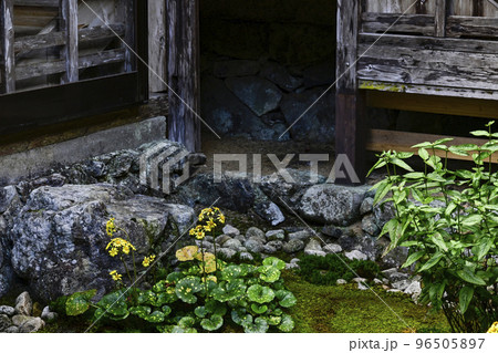 古知谷阿弥陀寺中庭のツワブキ青軸天星 96505897