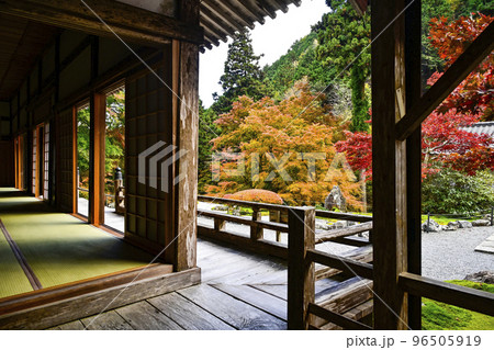 紅葉を迎えた古知谷阿弥陀寺(こちだにあみだじ) 紅葉を迎えた古知谷阿弥陀寺(こちだにあみだじ) 96505919