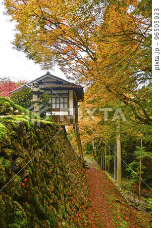 紅葉を迎えた古知谷阿弥陀寺（こちだにあみだじ） 96505923
