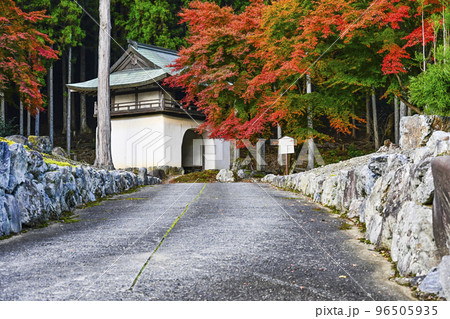 紅葉を迎えた古知谷阿弥陀寺(こちだにあみだじ) 紅葉を迎えた古知谷阿弥陀寺(こちだにあみだじ) 96505935