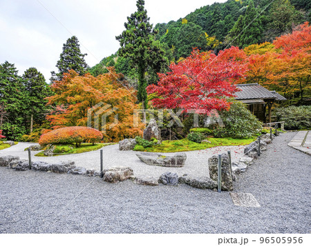 紅葉を迎えた古知谷阿弥陀寺(こちだにあみだじ)境内 紅葉を迎えた古知谷阿弥陀寺(こちだにあみだじ)境内 96505956