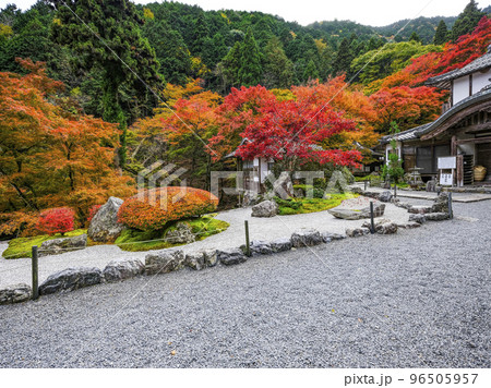 紅葉を迎えた古知谷阿弥陀寺(こちだにあみだじ)境内 紅葉を迎えた古知谷阿弥陀寺(こちだにあみだじ)境内 96505957