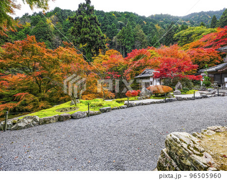 紅葉を迎えた古知谷阿弥陀寺（こちだにあみだじ）境内 96505960