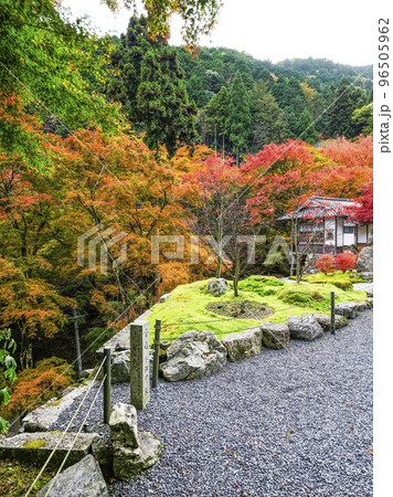 紅葉を迎えた古知谷阿弥陀寺(こちだにあみだじ)境内 紅葉を迎えた古知谷阿弥陀寺(こちだにあみだじ)境内 96505962