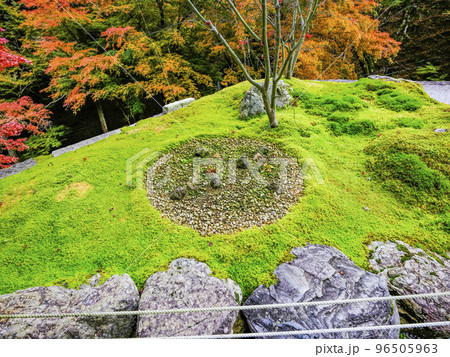紅葉を迎えた古知谷阿弥陀寺（こちだにあみだじ）境内 96505963
