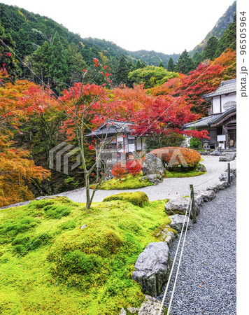 紅葉を迎えた古知谷阿弥陀寺(こちだにあみだじ)境内 紅葉を迎えた古知谷阿弥陀寺(こちだにあみだじ)境内 96505964