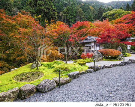 紅葉を迎えた古知谷阿弥陀寺（こちだにあみだじ）境内 96505965