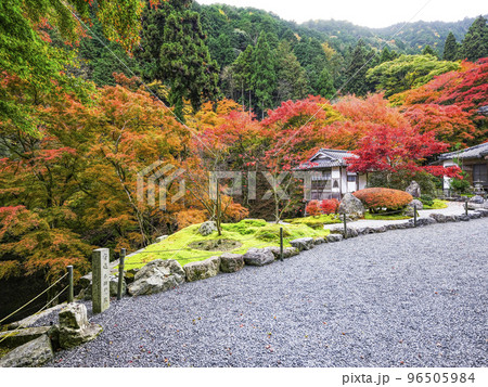 紅葉を迎えた古知谷阿弥陀寺(こちだにあみだじ)境内 紅葉を迎えた古知谷阿弥陀寺(こちだにあみだじ)境内 96505984