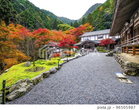 紅葉を迎えた古知谷阿弥陀寺（こちだにあみだじ）境内 96505987