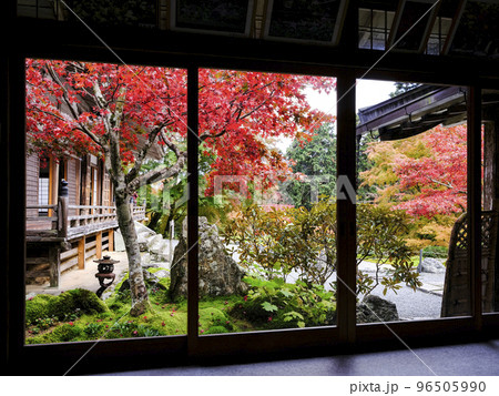 紅葉を迎えた古知谷阿弥陀寺(こちだにあみだじ)境内 紅葉を迎えた古知谷阿弥陀寺(こちだにあみだじ)境内 96505990
