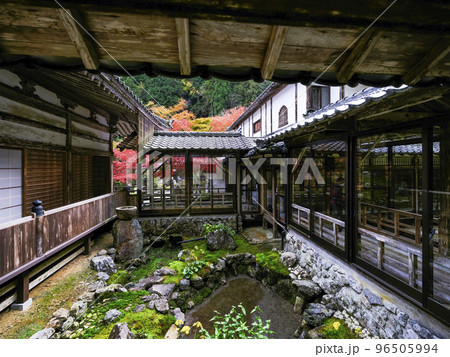 紅葉を迎えた古知谷阿弥陀寺（こちだにあみだじ）境内 96505994