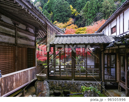 紅葉を迎えた古知谷阿弥陀寺(こちだにあみだじ)境内 紅葉を迎えた古知谷阿弥陀寺(こちだにあみだじ)境内 96505996