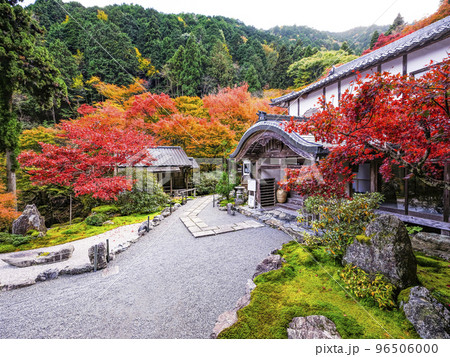 紅葉を迎えた古知谷阿弥陀寺(こちだにあみだじ)境内 紅葉を迎えた古知谷阿弥陀寺(こちだにあみだじ)境内 96506000