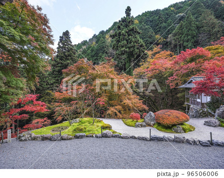 紅葉を迎えた古知谷阿弥陀寺(こちだにあみだじ)境内 紅葉を迎えた古知谷阿弥陀寺(こちだにあみだじ)境内 96506006