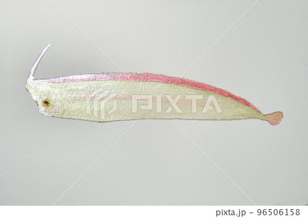 日本の魚世界の魚大集合（水彩画編） 96506158