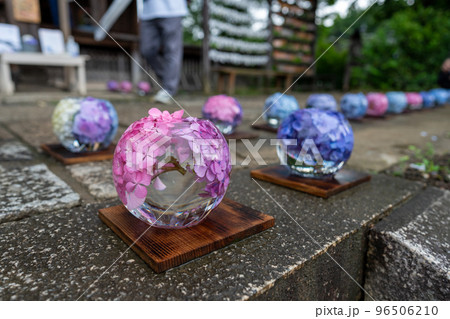 コスモス寺として有名な般若寺のアジサイの花手水 コスモス寺として有名な般若寺のアジサイの花手水 96506210