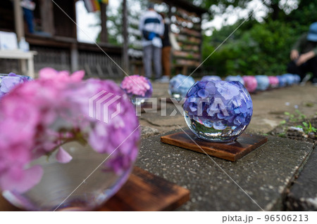 コスモス寺として有名な般若寺のアジサイの花手水 96506213