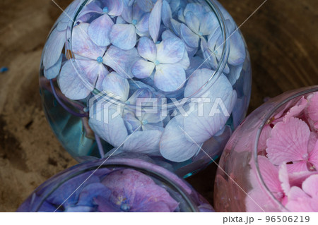 コスモス寺として有名な般若寺のアジサイの花手水 96506219