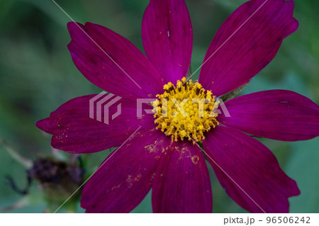 コスモス寺として有名な般若寺のコスモスのアップ 96506242