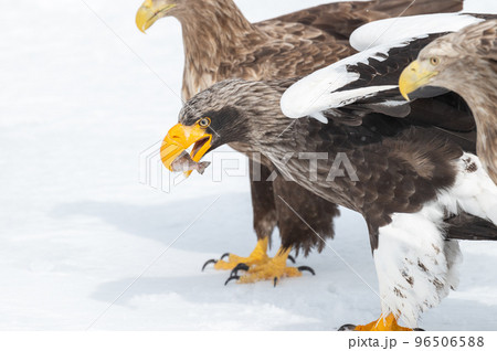 知床 冬 知床 冬 96506588