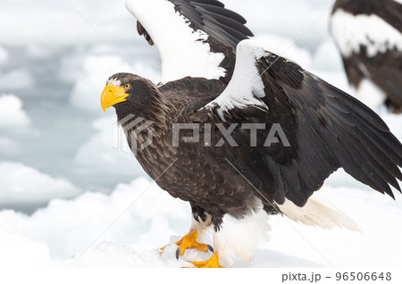 知床　冬 96506648