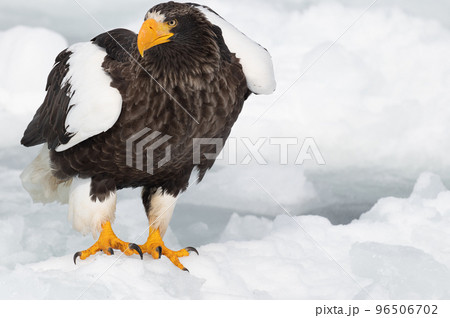 知床　冬 96506702