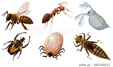 Set of different kinds of insects Set of different kinds of insects 96506812