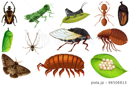 Different kinds of insects collection 96506813