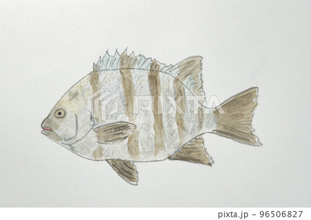 日本の魚世界の魚大集合(水彩画編) 日本の魚世界の魚大集合(水彩画編) 96506827