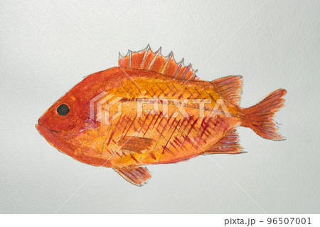日本の魚世界の魚大集合（水彩画編） 96507001
