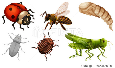 Collection of different insects vector Collection of different insects vector 96507616