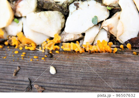 粘液質な小さな黄色のツノマタタケ　キノコ 96507632